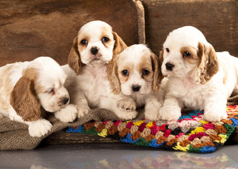 Cocker Spaniel puppy