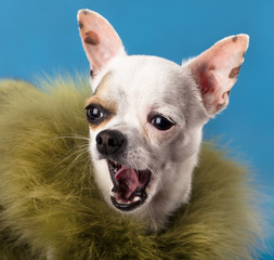 Chihuahua hua