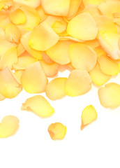 beautiful orange rose petals isolated on white