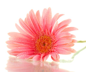 beautiful pink gerbera with drops isolated on white