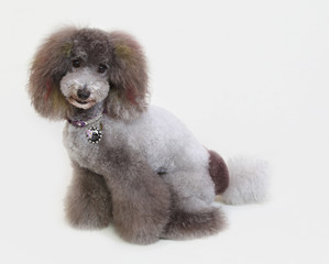 見つめるトイプードル