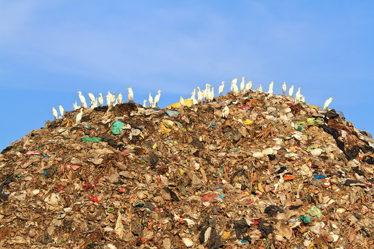 Bird on mountain of garbage