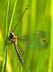 Insect on twig, Antlion