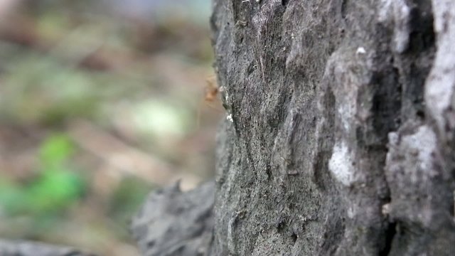 rad ants video
