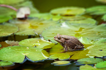 frog on lilypad