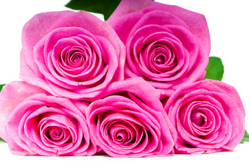 bouquet of beautiful pink roses