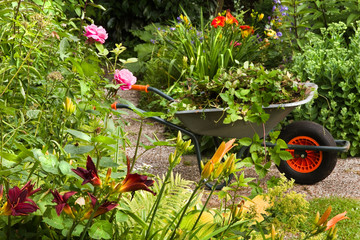 Summer garden with flowers and wheelbarrow - 42962925