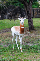 white antelope