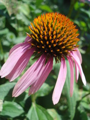 Echinacea