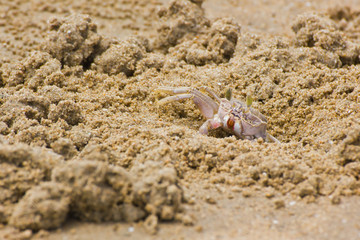 Ocypode ceratophthalama crab on the beach