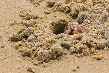 Ocypode ceratophthalama crab on the beach