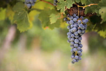 Bunch of red wine grapes on vine