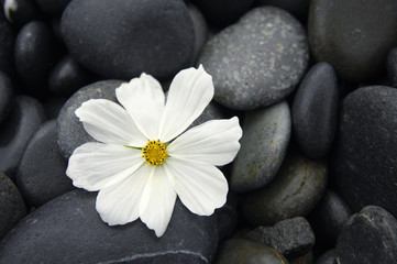Macro of white flower on stones background