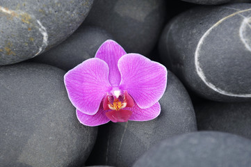 Fototapeta na wymiar Macro of beautiful pink orchid on pebbles