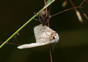 Predator eats the prey