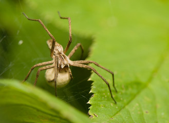 Pisaura mirabilis