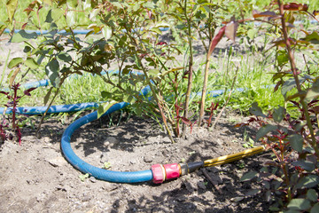 garden hose