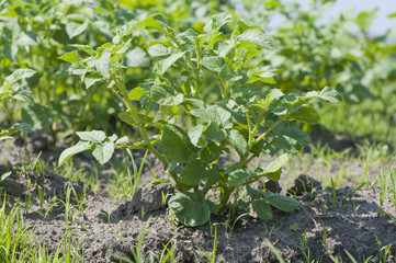 potato bush