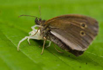 Attack Misumena vatia on Aphantopus hyperantus