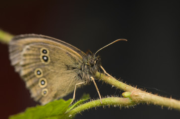 Aphantopus hyperantus