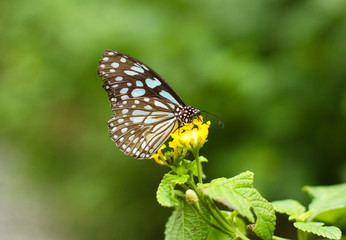 Obraz premium butterfly on a flower