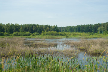 Swamp
