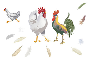 set of chickens and feathers isolated on white