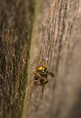 Wasp