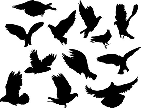 twelve pigeon silhouettes