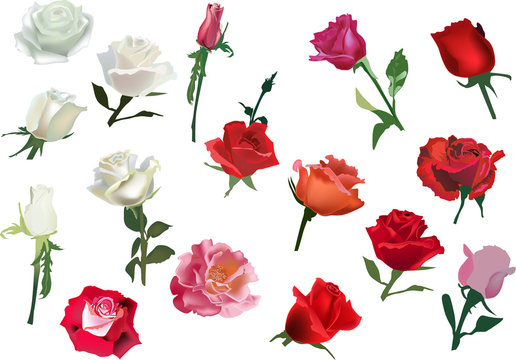 set of isolated white and red rose flowers