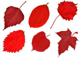 six red leaves on white