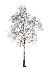 birch without leaves isolated on white