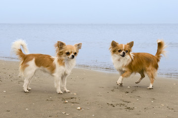 Naklejka na ściany i meble chihuahua na plaży