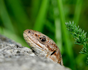 Obraz premium Mauereidechse