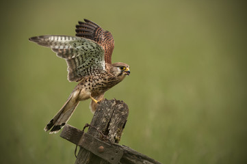 Kestrel