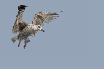 Juvenile Herring Gull in flight