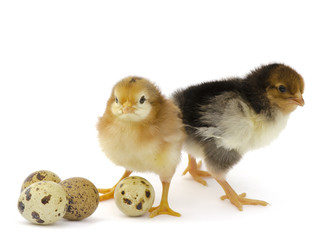 Nestlings chicken and quail eggs