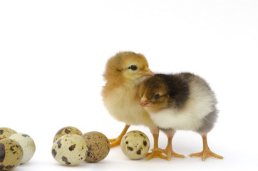 Nestlings chicken and quail eggs