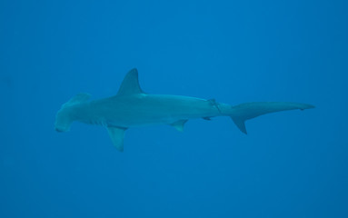 Hammerhead shark in open water