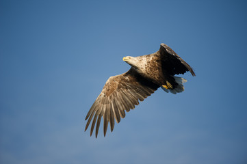 White-tailed Eagle in Flight