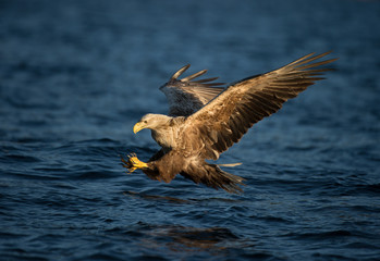 White-tailed Eagle