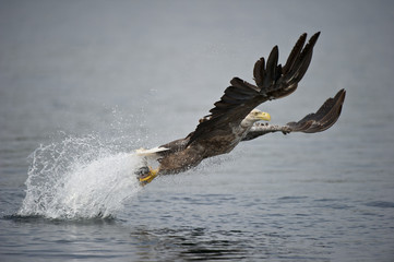 White-tailed Eagle hunting