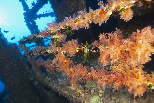 Soft coral on a shipwreck