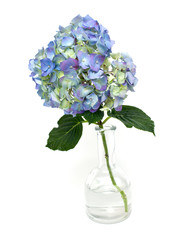 Blue Hydrangea