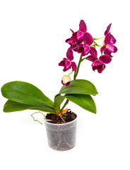 orchid
