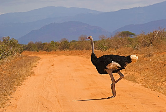 Emu