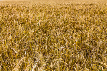 колосья пшеницы