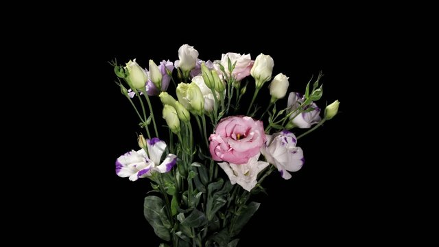 Blooming colorful eustoma (Eustoma grandiflorum)