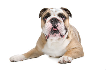 English Bulldog