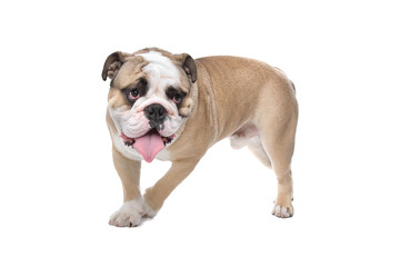 Obraz premium English Bulldog